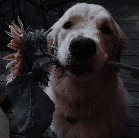 Dark Golden Retriever, Picture Icon, Golden Dog, Cute Animal Photos, Night Aesthetic, Horse Girl, Character Aesthetic, Animal Photo, Dark Aesthetic