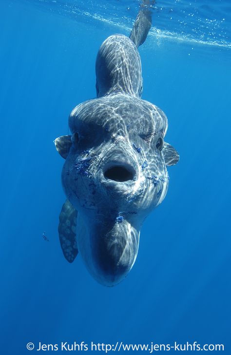 Ocean sun fish - Mola Mola Mola Mola Fish, Ocean Sunfish, Sun Fish, Macro Food, Mola Mola, Tracking Macros, Protein Bites, Underwater Photographer, Beautiful Sea Creatures