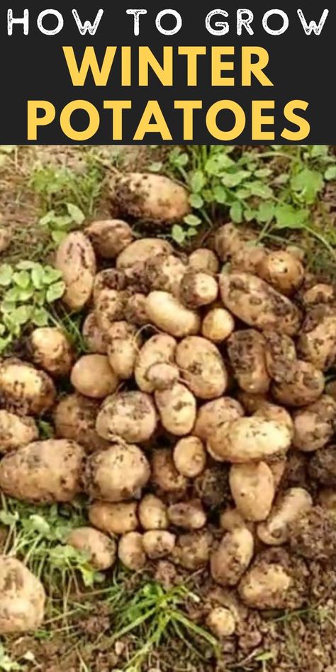 Learn how to grow winter potatoes with these easy step by step instructions. Growing Potatoes Indoors Winter, Growing Potatoes In Greenhouse, Winter Veggies To Grow, Growing Potatoes In The Fall, Can You Plant Potatoes In The Fall, Winter Planting Vegetables, Potato Growing Ideas, Growing Potatoes In Containers Diy, How To Plant Potatoes In A Container