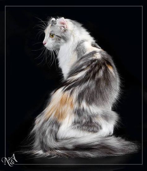 . Torbie Cat, Fluffy Cat Breeds, Cat References, American Curl, Animals And Nature, Gorgeous Cats, Cat Pose, Fluffy Cat