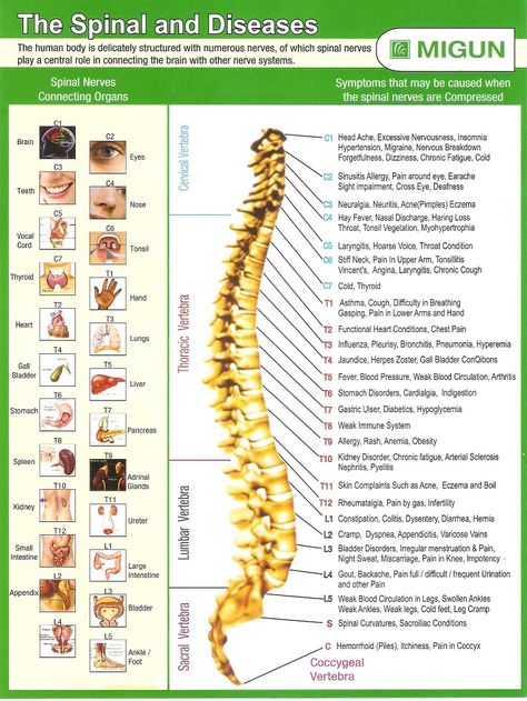 Spinal Nerves Anatomy, Nerves Anatomy, Spinal Cord Anatomy, Spinal Cord Stimulator, Nervous System Anatomy, Nerve Anatomy, Sistem Saraf, Spinal Muscular Atrophy, Restorative Yoga Poses