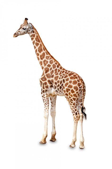 Free Photos: One giraffe is isolated on white background | Animals Printable Animal Pictures, Animal Pictures For Kids, Animal Flashcards, Animals Drawing, Wild Animals Pictures, White Background Photo, Animals Pictures, African Animals, Animal Wallpaper