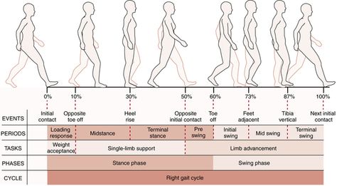 image Gait Analysis, Flick Book, Walking Cycle, Cycle Phases, Gait Cycle, Physical Therapy Student, Massage Office, College Project, Cycling Events