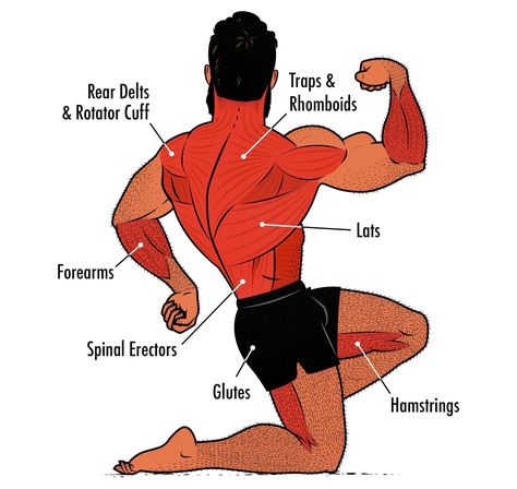 Are Deadlifts a Back or Leg Exercise? Where Do You Put Them? Dumbbell Back Workout, Pull Day, Pull Day Workout, Deadlift Variations, Hypertrophy Training, Muscles Workout, Back Day Workout, Push Pull Legs, Workout Splits