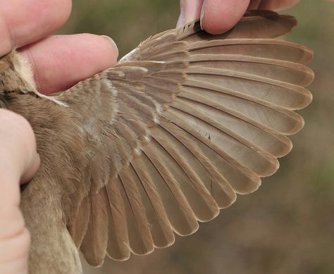 Nightingale wing outside Bird Wings Reference, Nightingale Flying, Goddess Wings, Nightingale Bird, Best Egg Laying Chickens, Wings Drawing, Animal Anatomy, Bird Carving, Bird Wings