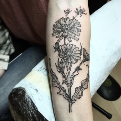 Chicory  botany tattoo by Michelle Carter Chicory Tattoo, Botany Tattoo, Chicory Flower, Michelle Carter, Botanical Illustrations, Simplistic Tattoos, Flower Tattoos, Botanical Illustration, Botany