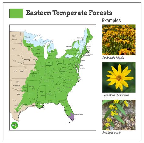 Homegrown National Park, Native Pennsylvania Plants, Keystone Plants, Canada View, University Of Delaware, Food Web, Root System, Native Garden, How To Grow Taller