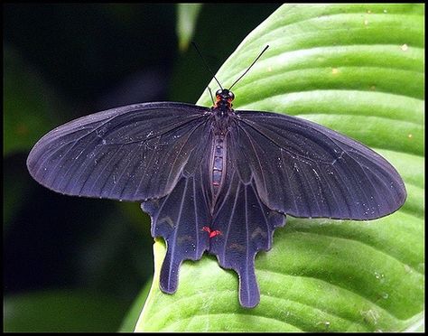 Pink Rose Butterfly | The Pink Rose Butterfly (Janice of NZ, via Flickr) Purple Moth Tattoo, Purple Moth, Pipevine Swallowtail, Butterfly Pavilion, Collage Material, Wiccan Crafts, Winter Ball, Rose Butterfly, Types Of Insects