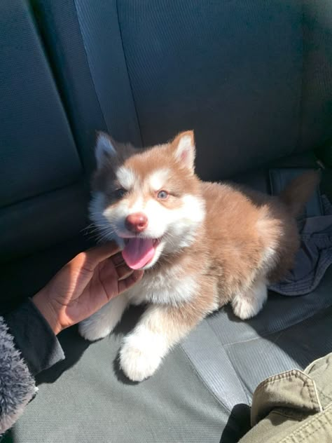 Husky Puppy Aesthetic, Blonde Husky, Sable Husky, Tan Husky, Wooly Husky, Brown Husky Puppy, Husky Brown, Brown Husky, Husky Baby