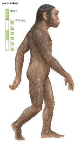 Homo habilis | Description, Tools, & Facts | Britannica Human Evolution Tree, Human Fossils, Homo Habilis, Huggable Teddy Bear, Brain Size, Evolution Art, Prehistoric Man, Oldest Human, Human Evolution