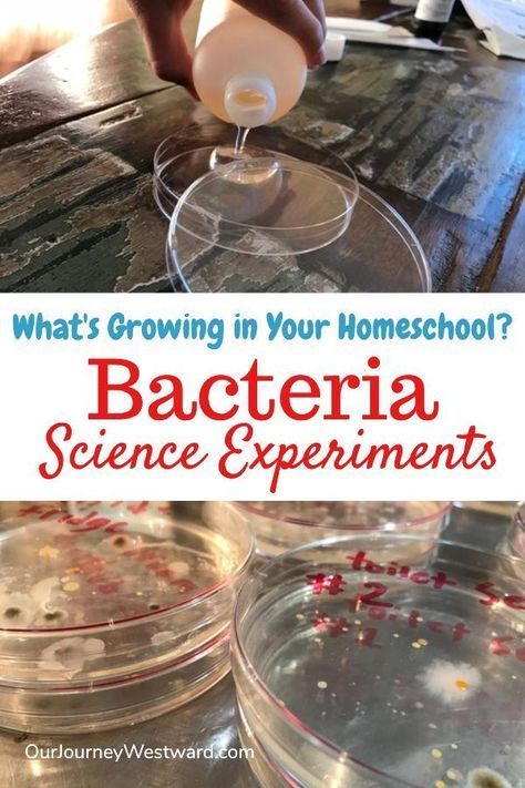 High School Science Experiments, Biology Activities, Biology Experiments, School Science Experiments, Homeschool Science Experiments, Biology Activity, Biology Projects, Study Biology, High School Biology