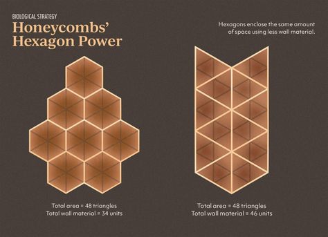 Honeycomb Structure Is Space-Efficient and Strong — Biological Strategy — AskNature Bee Hive Structure, Honey Bees Keeping, Best Surfboards, Honeycomb Structure, Bee Free, Dragonfly Insect, Bees And Wasps, Space Efficient, Bee Inspired