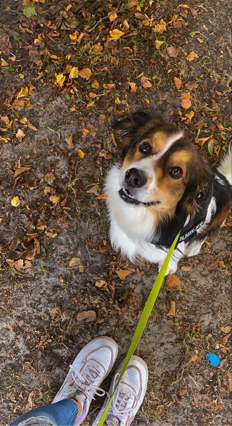 Aesthetic Dog Walking Pictures, Dog In Forest Aesthetic, Cozy Dog Aesthetic, Dog Cuddle Aesthetic, Dog Instagram Aesthetic, Dog With Stick, Pet Sitting Aesthetic, Walking A Dog Aesthetic, Walking Dogs Aesthetic