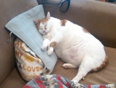 Pics of Cute Cats on Twitter: "Me after a midnight meal https://t.co/OixQuLg1lM" School Memes, Funny Cat Memes, Fat Cats, Animal Memes, Cat Pics, Cat Memes, Dankest Memes, A Cat, Animals And Pets