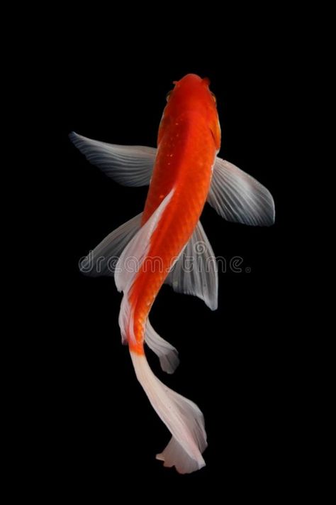 Koi Reference Photo, Koi Fish Photography Beautiful, Goldfish Reference Photo, Fish Drawing Reference Photo, Pictures Of Koi Fish, Koi Fish Images, Coy Fish Photography, Koi Fish Top View, Koi Fish Drawing Reference