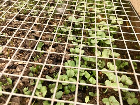 Diy Chicken Fodder, Chicken Fodder, Inside Chicken Coop, Fodder System, Chicken Coop Decor, Herb Garden Planter, Herb Boxes, Chicken Coup, Vegetable Planters