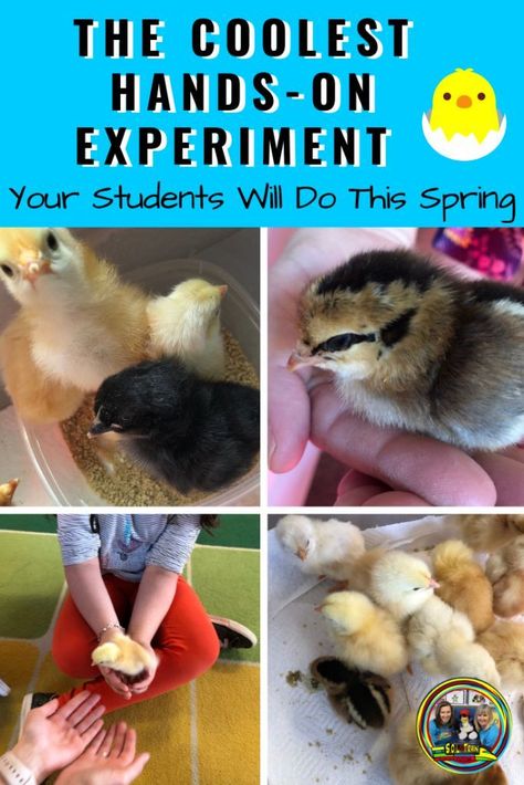 The Coolest Hands-On Experiment Your Students Will Do This Spring- Read about hatching baby chicks in your classroom. It is a wonderful science project to do! Read about some fun chick books to read. #babychicks #science #springactivities #kindergarten #firstgrade Agriculture Classroom, Hatching Chickens, Classroom Elementary, Hatching Chicks, Teaching Spelling, Holiday Classroom, Favorite Activity, Science Learning, Science Lesson