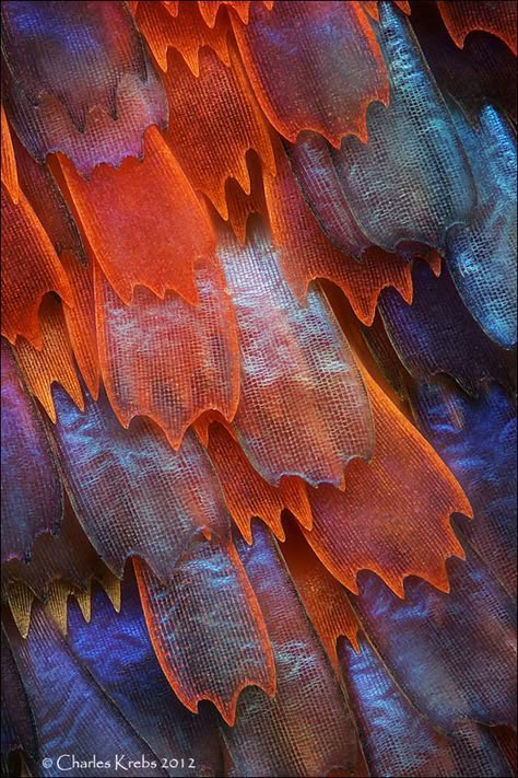 The wings of a butterfly magnified at 200x by Charles Krebs / Butterfly wing scales - Panacea prola (www.photomacrography.net): Foto Macro, On The Wings Of Love, Microscopic Photography, Micro Photography, Microscopic Images, Butterfly Wing, The Wings, Natural Forms, Patterns In Nature