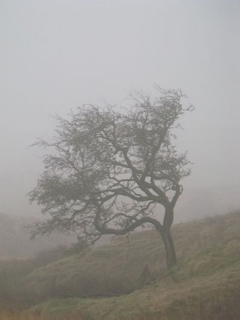 Wuthering Heights Aesthetic, Sarah Moon, Sea Wallpaper, Gothic Romance, Wuthering Heights, Dark Cottagecore, Fallen Leaves, Photography Courses, Jane Eyre