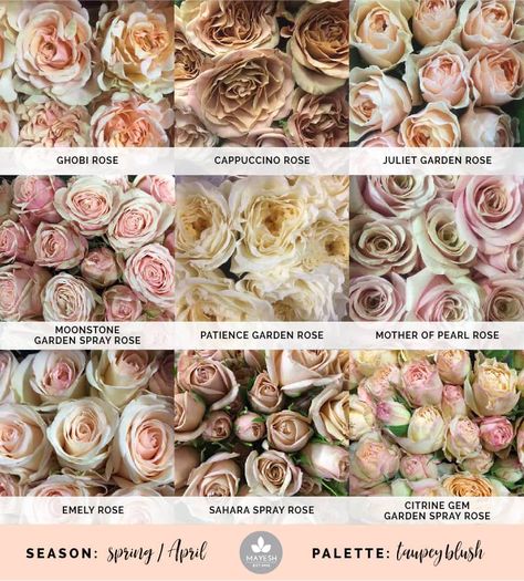 Mayesh Cooler Picks Taupey Blush Mayesh Cooler Picks, Flower Charts, Spring Wedding Garden, Cappuccino Rose, Farmer Florist, Blush Products, Juliet Garden Rose, Floral Palette, Mother Of Pearl Rose