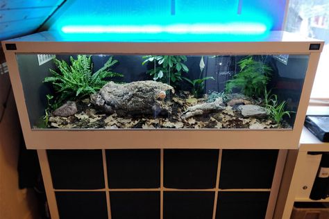 Ikea Kallax Shelves Bioactive Terrarium Bioactive Terrarium, Reptile Store, Bioactive Vivarium, Diy Reptile, Ikea Kallax Shelving, Snake Terrarium, Bearded Dragon Enclosure, Snake Enclosure, Large Terrarium