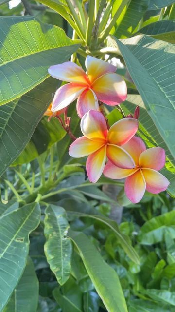 Tamara Alvarez on Instagram: "Tropical vibes just because. I spend a bit of time in the gardens in Key West and around the Florida Keys and I don’t know about you but I love tropical plants. Ok, all plants." Jungle Flowers, The Florida Keys, Flower Therapy, Florida Keys, Tropical Vibes, Beach Vibes, Beach Vibe, All Plants, Tropical Plants