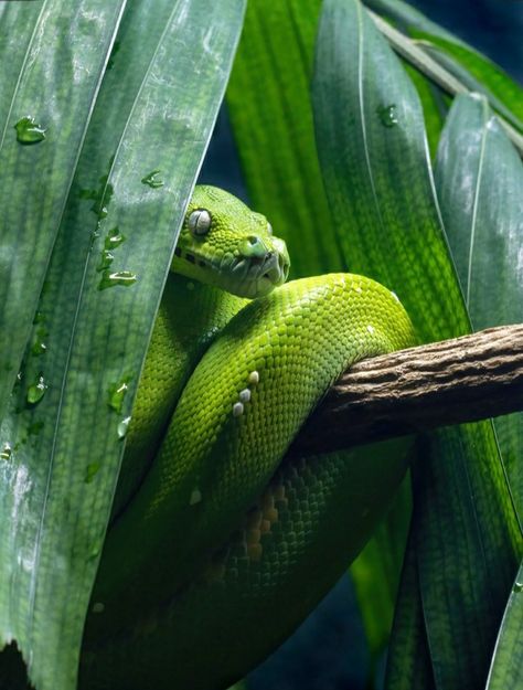 https://pin.it/19uMmTx Cairns City, Snake Images, Amazon Forest, Red Snake, Water Animals, Plant Wallpaper, Animals In Art, 1% Wallpaper, For My Friend