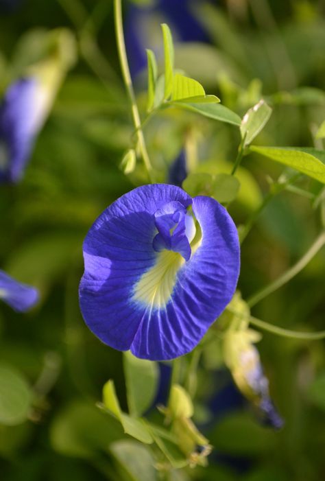 Blue pea flower ... Clitoria ternatea | Clitoria ternatea, c… | Flickr Clitoria Flower Tattoo, Raya Card, Blue Pea Flower, Dried Butterfly, Money Packet, Fairchild Tropical Botanic Garden, Butterfly Pea Flower, Drawing Flowers, Butterfly Pea