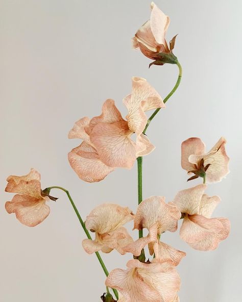 @shopterrain on Instagram: “The most delicate sweet peas from @trillefloral, to make your Monday morning sweeter.” Neidpath Castle, Mood Garden, Farm Estate, Wedding August, Simple Wedding Bouquets, Sweet Pea Flowers, Colorful Wedding Flowers, Sweet Peas, Peach Flowers