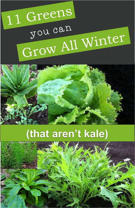 11 greens you can grow all winter, including - pea greens or shoots, mizuna, garden sorrel, non-bulbing fennel, basil, lettuces, mache, salad burnet, agretti, land cress, and arugula Indoor Vegetables, Homestead Gardens, Indoor Vegetable Gardening, Winter Vegetables, Garden Veggies, Have Inspiration, Arugula Salad, Hydroponic Gardening, Food Garden