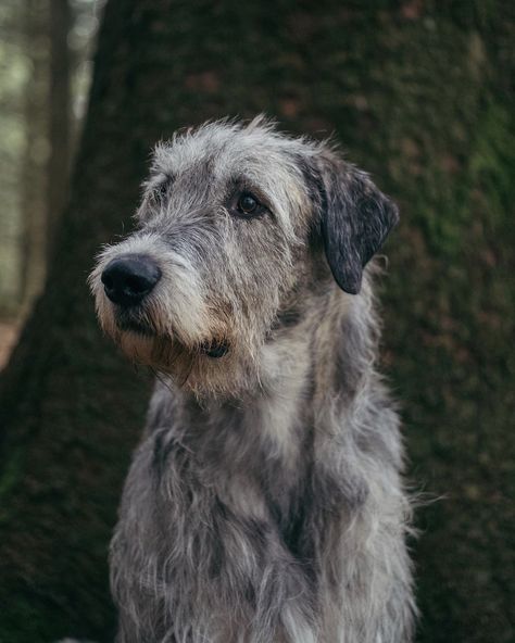 Wolfhound Irish, Wolfhound Puppies, Wolf Hound, Irish Wolfhound Puppies, Irish Wolfhound Dogs, Wolfhound Dog, Tattoo Wolf, Dog Line, Irish Wolfhound