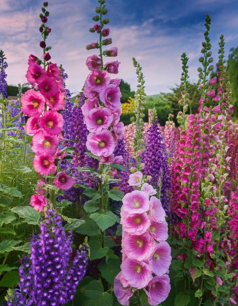 A colorful mix of foxgloves, hollyhocks, and delphiniums blooming in a vibrant cottage garden under a blue sky. Foxglove Plant, Foxglove Flowers, Hollyhocks Flowers, When To Plant, Storybook Cottage, Garden Pest Control, Hardy Perennials, Charming Garden, Zodiac Sagittarius