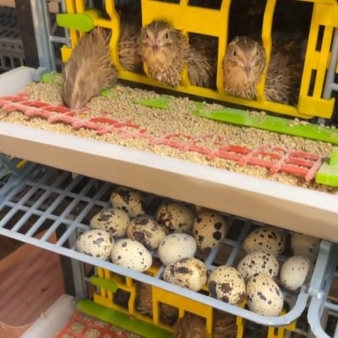 Reduce feed waste and gather eggs easily in Hatching Time’s Adult Breeding Cages!  #Hatchingtime #Cimuka #Poultry Quail Hutch, Quail Pen, Quail Coop, Raising Quail, Easy Eggs, Plastic Design, Small Birds, Easy Clean, Hutch