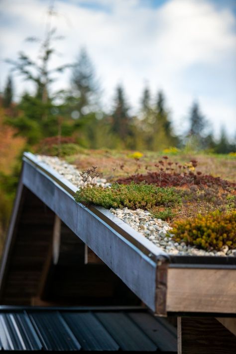 Photo 6 of 7 in Budget Breakdown: A Massive, 70-Year-Old Douglas Fir Anchors a British Columbia Home Built for $202K - Dwell Living Green Roof, Sedum Roof, Grass Flowers, Roof Architecture, House Building, Wood Siding, Roofing Materials, Roof Deck, Exterior Wood