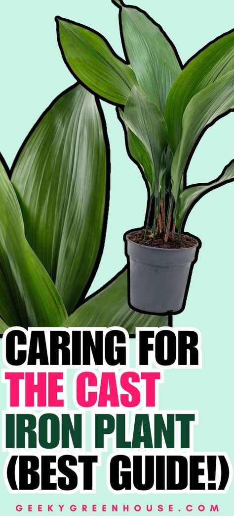 My cast iron plant is one of my favorite low-light houseplants. It adds beautiful greenery to the home, and it's incredibly easy to care for. If you're looking for a low mainteance houseplant that won't give you much trouble, try getting a cast iron plant. This is the best guide for caring for this houseplant. Aspidistra Elatior, Houseplants Low Light, Houseplant Care, Cast Iron Plant, Iron Plant, House Plant Care, The Cast, Growing Plants, Low Lights