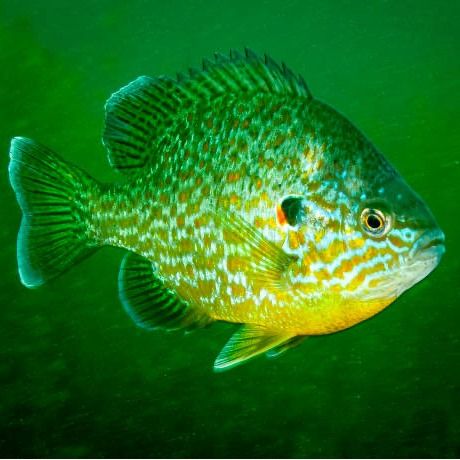 🎃 The Pumpkinseed Fish: Nature’s Halloween Jewel! 🎃 Beneath the still waters of North America's ponds and lakes hides the pumpkinseed fish, with scales as colorful as autumn leaves! This spooky season, meet the fish that doesn’t need a costume – it’s got the Halloween spirit built right in with its pumpkin-like colors and eerie underwater home. #Halloween #pumpkinseedfish #pumpkin #fish Pumpkinseed Fish, Underwater Home, Pumpkin Fish, Fish Nature, Underwater House, Halloween Spirit, Still Water, The Fish, Pumpkin Seeds