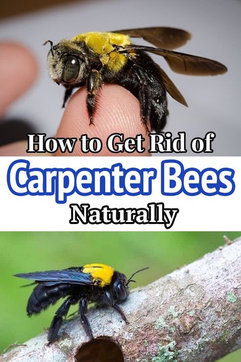 Carpenter bees are harmless but can stain your wooden assets and other things at home. Learn How to Get Rid of Carpenter Bees Naturally! Wood Bees How To Get Rid Of, How To Get Rid Of Carpenter Bees, How To Get Rid Of Bees, Carpenter Bees How To Get Rid Of, Carpenter Bee Repellent Diy, Bee Killer, Bee Spray, Bee Repellent, Getting Rid Of Bees