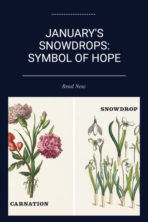 Discover the beauty and meaning of the January birth flower, snowdrops. Known for their delicate white petals, these enchanting flowers bloom in the midst of winter's chill. Snowdrops symbolize hope and purity, often seen brightening the frost-laden landscapes. This guide explores the special significance of snowdrops and their role in welcoming the new year. Learn why snowdrops are cherished as January’s flower and find inspiration in their delicate beauty to symbolize new beginnings and freshness amidst the winter season. Snow Drop Flower, Snow Drops Flowers, Hope Meaning, January Birth Flower, January Birth Flowers, Symbol Of Hope, Snow Drops, White Petals, Winter Inspired