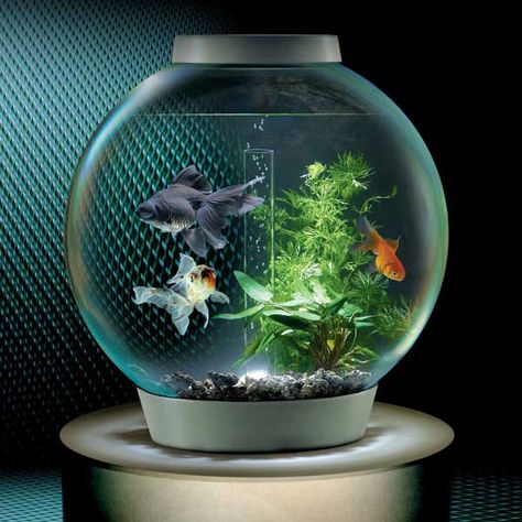 Easy tank. Just about anyone could care for. Wouldn't need too much maintenance. Biorb Fish Tank, Wall Aquarium, Small Fish Tanks, Cool Fish Tanks, Cool Fish, Aquarium Design, Tanked Aquariums, Glass Fish, Aquarium Fish Tank