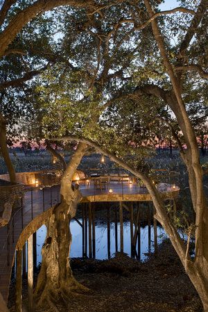 Botswana Safari, Game Lodge, Okavango Delta, Safari Lodge, Forest Floor, Guest Experience, African Safari, Pool Deck, Travel Inspo