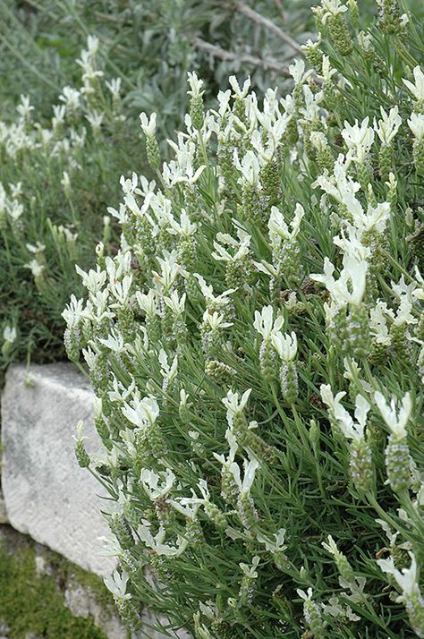 French Lavender Plant, Italian Lavender, Lavandula Stoechas, Low Maintenance Landscaping Front Yard, Spanish Lavender, Garden Border Edging, Low Maintenance Shrubs, Rock Plants, Low Water Gardening