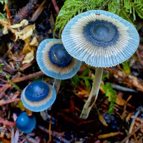 Beautiful Gates, Blue Mushrooms, Mushroom Plant, Lichen Moss, Mushroom Pictures, Plant Fungus, Slime Mould, Coral Sea, Mushroom Fungi