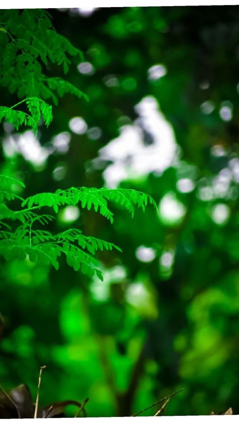 Nature Blur Background Hd, Green Background For Editing, Blur Background Images, Nature Background Images For Editing, Nature Background Hd, Green Blur Background, Hd Backgrounds For Editing, Dslr Blur Background, Dark Iphone Backgrounds