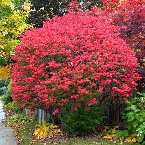 PRICES MAY VARY. No Ship to N.Y, NH, MA, and VT 10 Dwarf Burning Bush, Burning Bush Shrub Live Plant 4 to 6 Inc Tall Rooted For Outdoor Gardening Burning Bush Shrub, Wedding Tulips, Arizona Backyard Landscaping, Catering Decor, Euonymus Alatus, Florida Native Plants, Shade Shrubs, Yard Fence, Driveway Landscaping