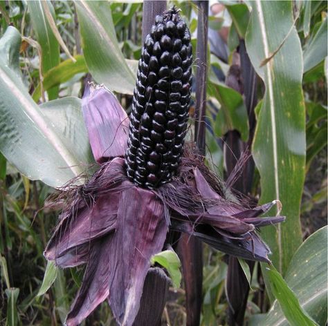 Purple Corn Exists (And It’s Really Good For You) Glass Gem Corn, Purple Corn, Goth Garden, Purple Food, Corn Seed, Indian Corn, Gothic Garden, Corn Cob, Purple Garden