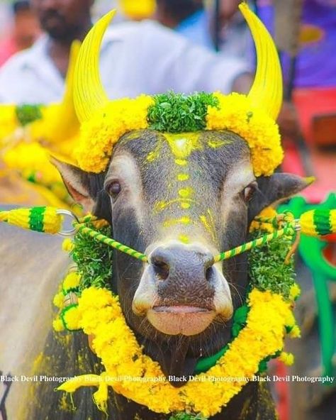 Kangayam Bull Images, Jallikattu Images, Bonalu Festival Images Background, Baby Murugan Paintings, Free Photoshop Text, Birthday Backgrounds, Birthday Banner Background Hd, Bull Images, Photo Anime