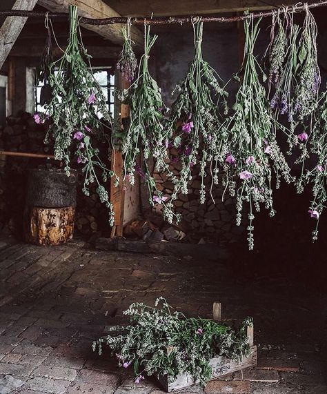 Nature Witch Aesthetic, Forest Witch Aesthetic, Green Witch Aesthetic, Witch Cottagecore, Village Witch, Happy Spooky Season, The Season Of The Witch, Nature Witch, Cottage Witch