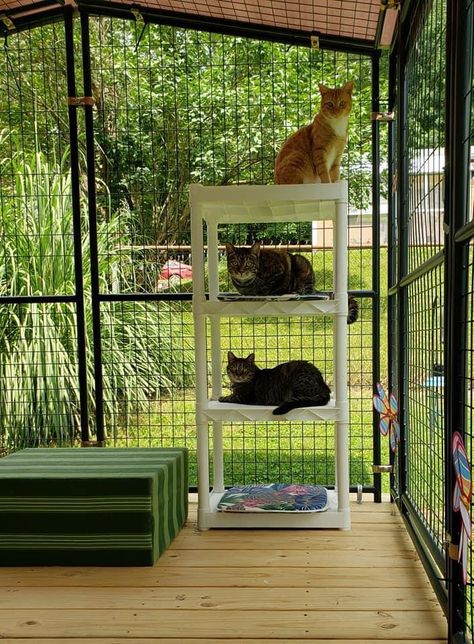 Outdoor Space For Cats, Outdoor Cat Area, Enclosed Outdoor Cat Space, Cat Room Indoor, Cat Rooms Indoor, Side Yard Cat Enclosure, Indoor Cat Room Ideas, Gazebo Cat Enclosure, Catio Ideas Cat