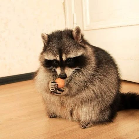 Live In Peace, Pet Raccoon, Cute Raccoon, Raccoon Funny, Trash Panda, Silly Animals, Peace And Harmony, Domestic Cat, Racoon