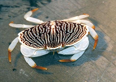 Red Rock Crab. New Aquarium Creature Makes a Splash on N. Oregon Coast Rock Crab, Northern Oregon, Creature Marine, Crab And Lobster, Deep Sea Creatures, Life Aquatic, Water Animals, Beautiful Sea Creatures, Underwater Creatures